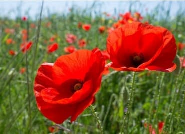 Ecoclicot en quelques mots ...