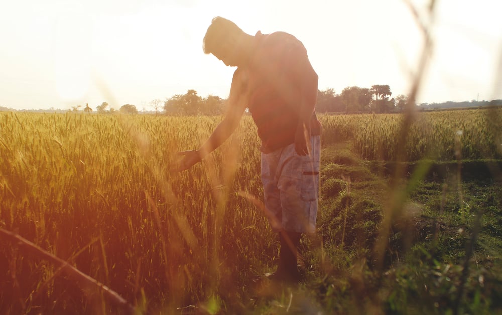 Saisonniers agricoles : versement d’une aide au logement de 150 euros